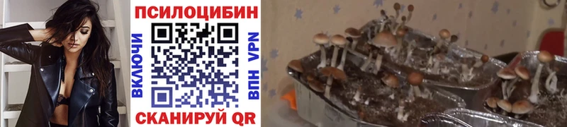 Псилоцибиновые грибы GOLDEN TEACHER hydra зеркало Яровое